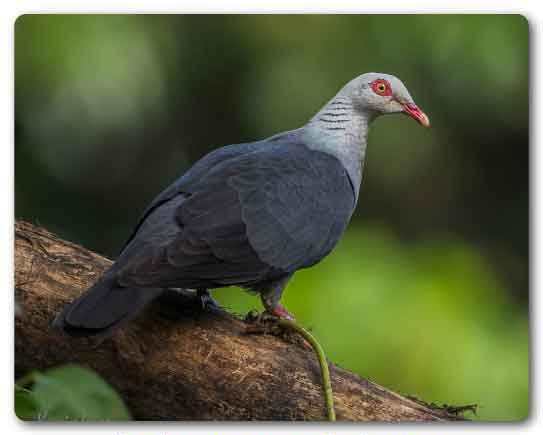 Andaman and Nicobar state bird, Andaman  wood pigeon, Columba palumboides